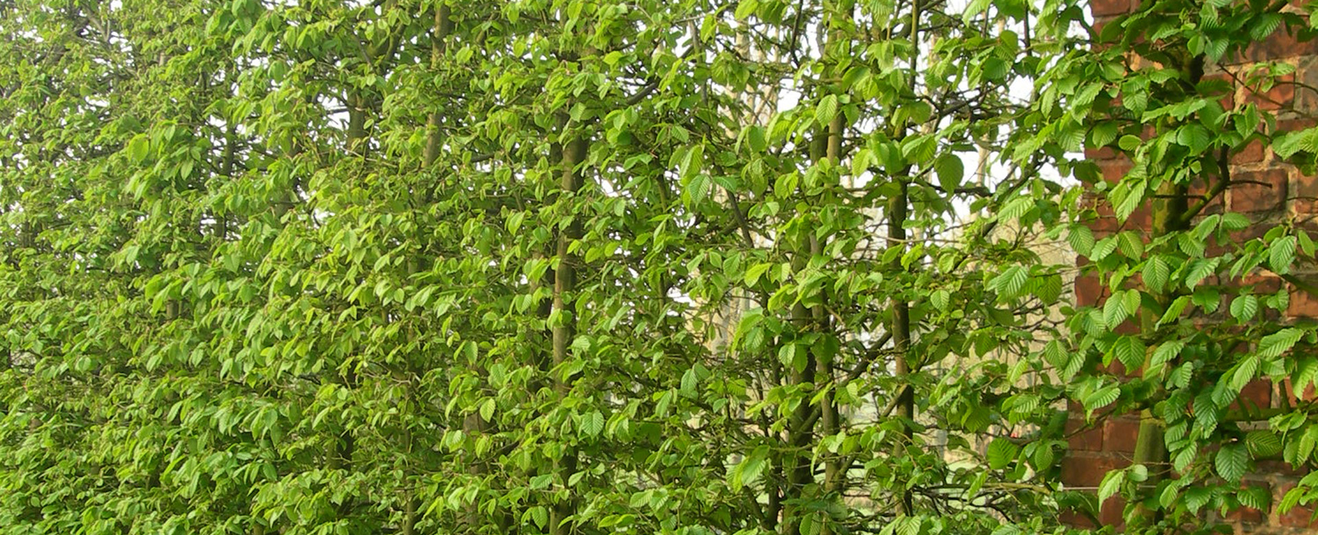 Tuinafsluiting met groene hagen.